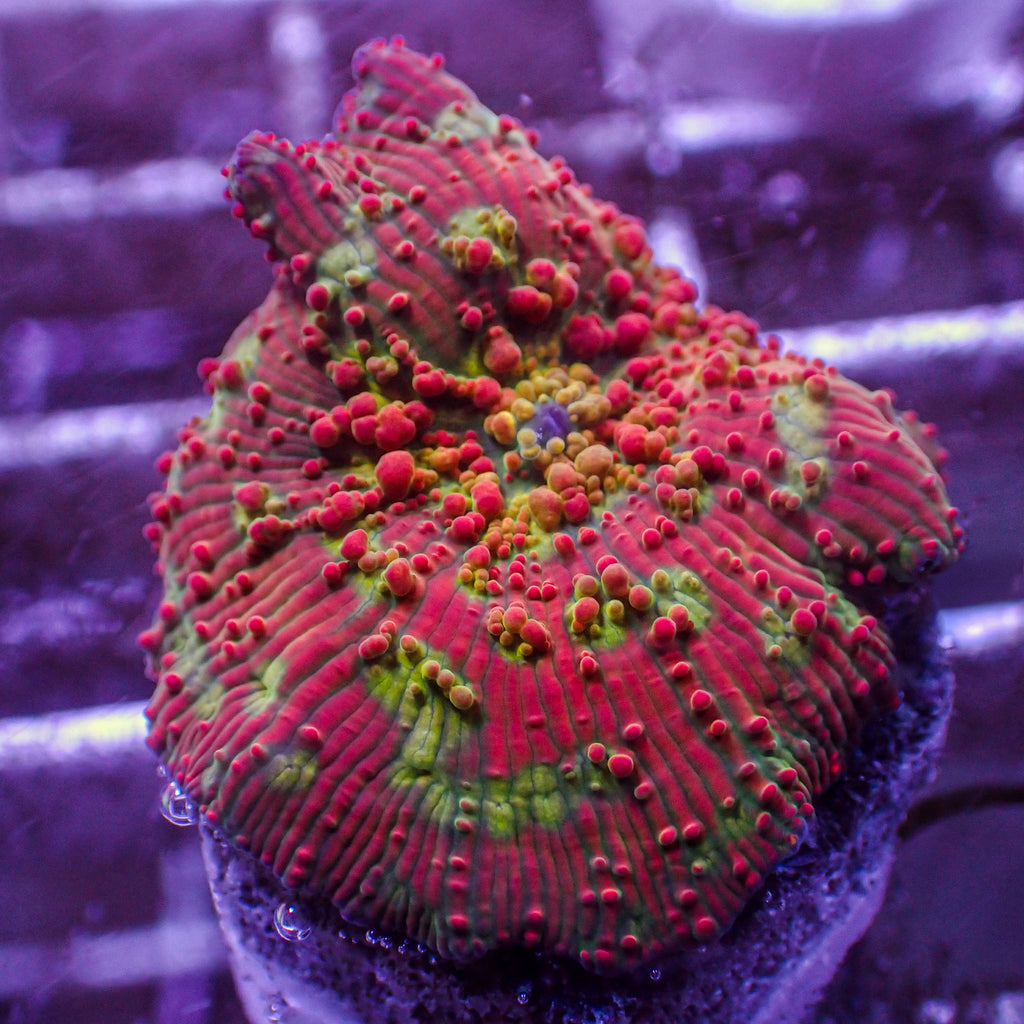 WYSIWYG Psycho Trip Rainbow Discosoma Mushroom - Corals Anonymous