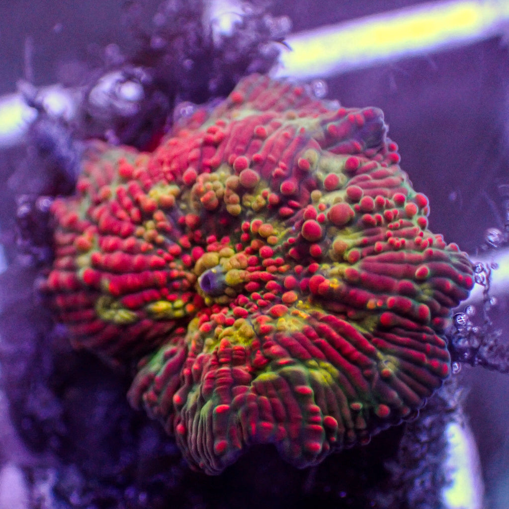 WYSIWYG Psycho Trip Rainbow Discosoma Mushroom - Corals Anonymous
