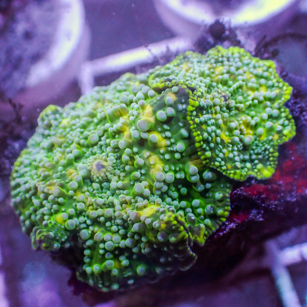WYSIWYG Yellow Spotted Green Discosoma Mushroom Combo (2 Polyps) - Corals Anonymous