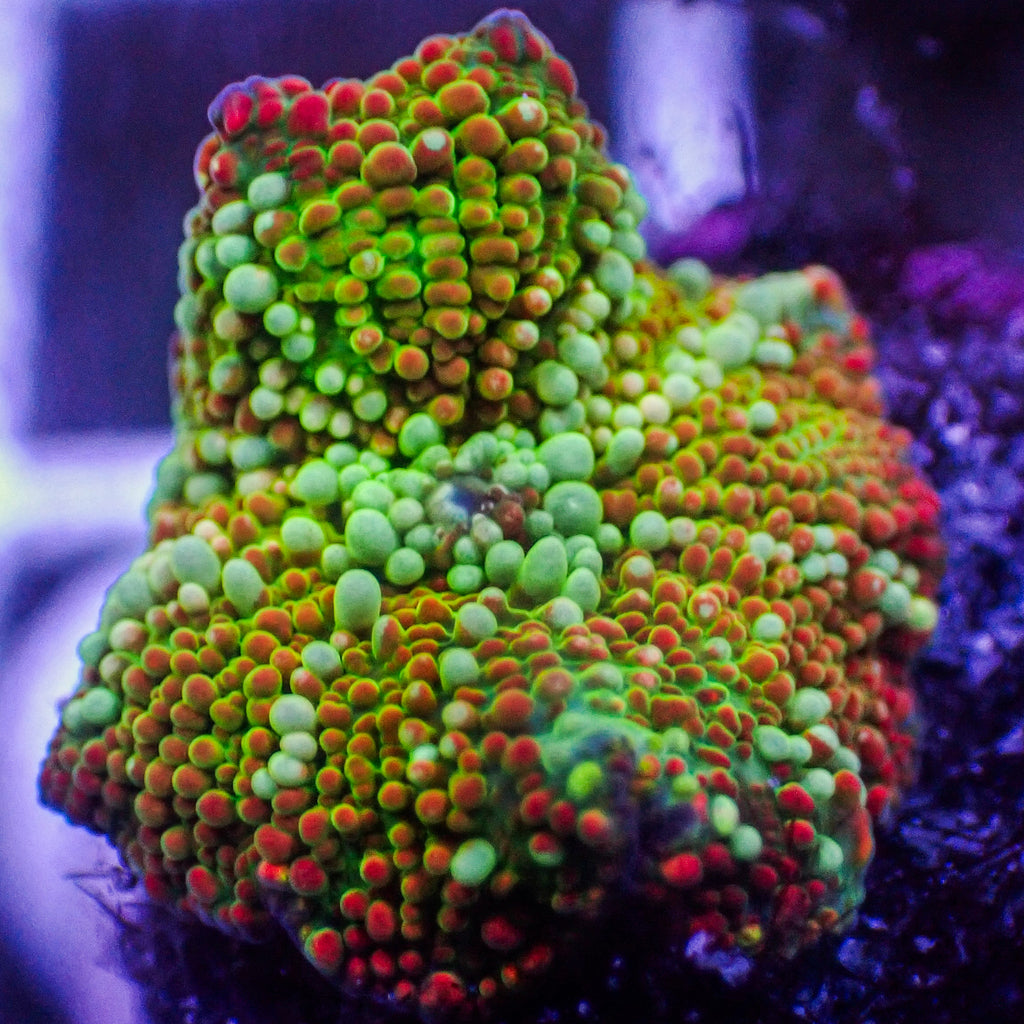 WYSIWYG Ultra Rainbow Blazin' Sun Discosoma Mushroom - Corals Anonymous