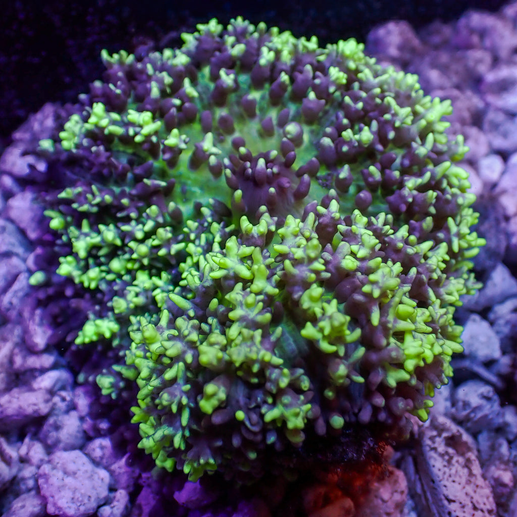WYSIWYG Aussie Bright Teal Magic Carpet Mushroom (1-2") - Corals Anonymous