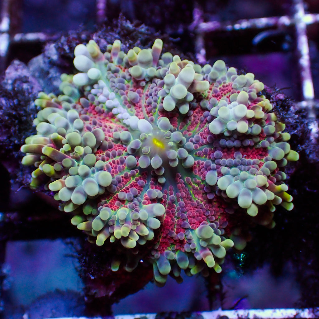 WYSIWYG Scarlet Vortex Yuma Mushroom - Corals Anonymous