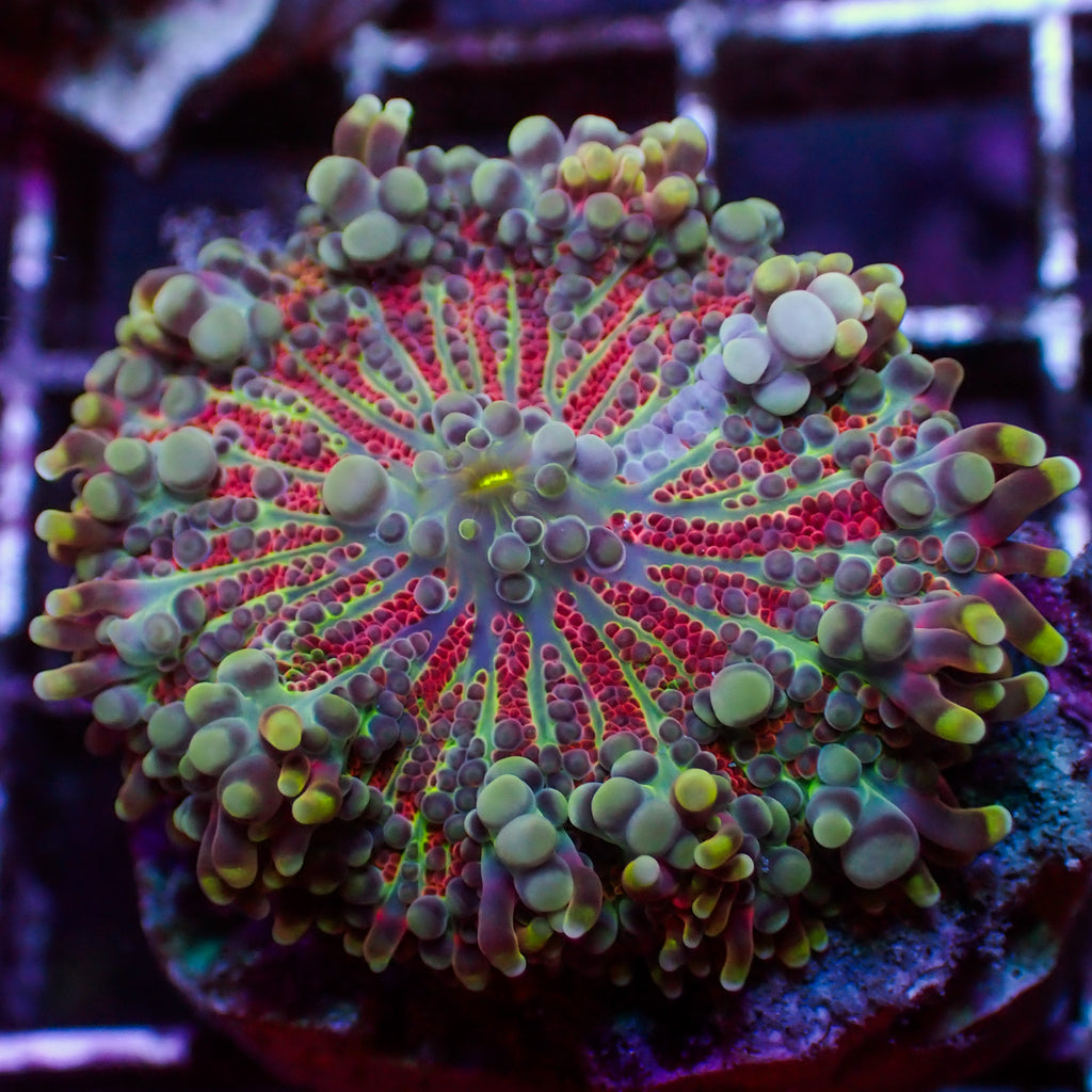 WYSIWYG Scarlet Vortex Yuma Mushroom - Corals Anonymous