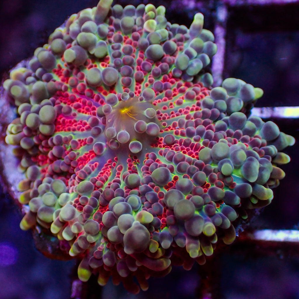 WYSIWYG Scarlet Vortex Yuma Mushroom - Corals Anonymous