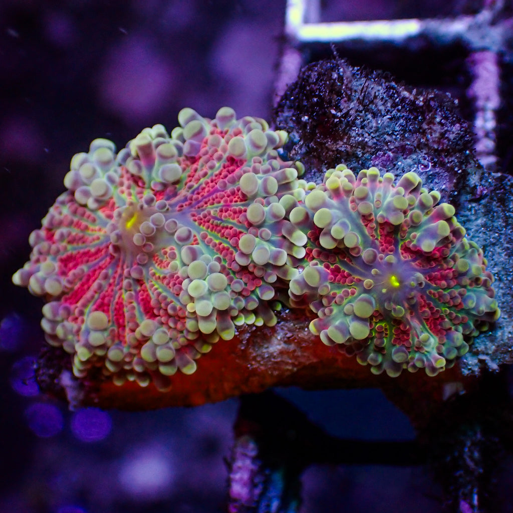 WYSIWYG Scarlet Vortex Yuma Mushroom Combo (2 Polyps) - Corals Anonymous