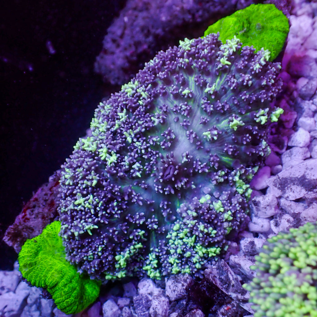 WYSIWYG Aussie Neon Blue Magic Carpet Mushroom (Rare, 1-2") - Corals Anonymous