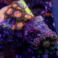 WYSIWYG Rainbow Yuma Mushroom Combo Colony w/ Zoas - Corals Anonymous
