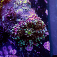 WYSIWYG Rainbow Yuma Mushroom Combo Colony w/ Zoas - Corals Anonymous

