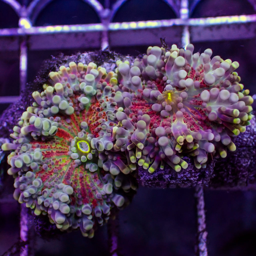 WYSIWYG Scarlet Vortex Yuma Mushroom Combo (2 Polyps) - Corals Anonymous