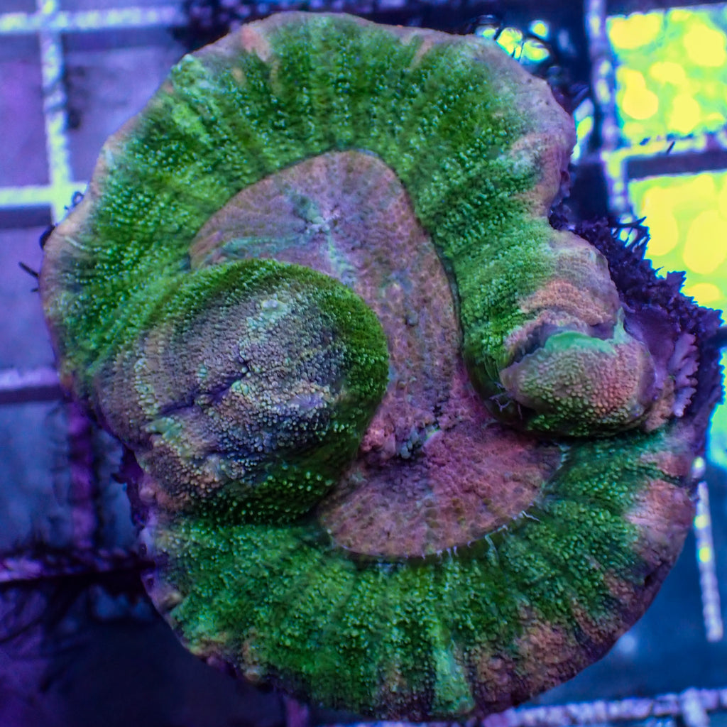 WYSIWYG Pink Cottoncandy Acan Maxima - Corals Anonymous