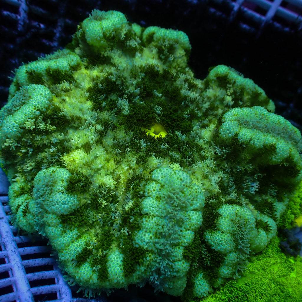 WYSIWYG Neon Green Splatter Carpet Anemone (3-5") - Corals Anonymous