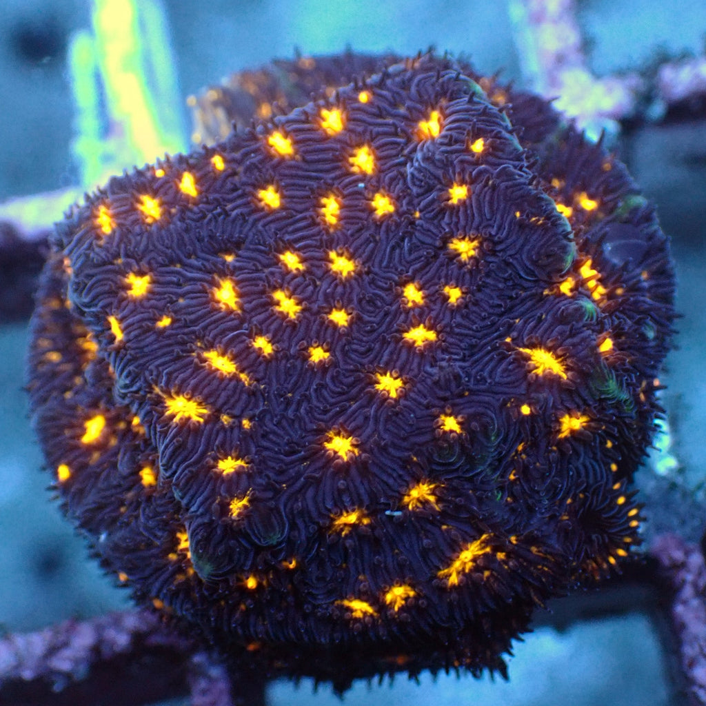 Fireworks Leptoseris (0.5-1” Frag) - Corals Anonymous