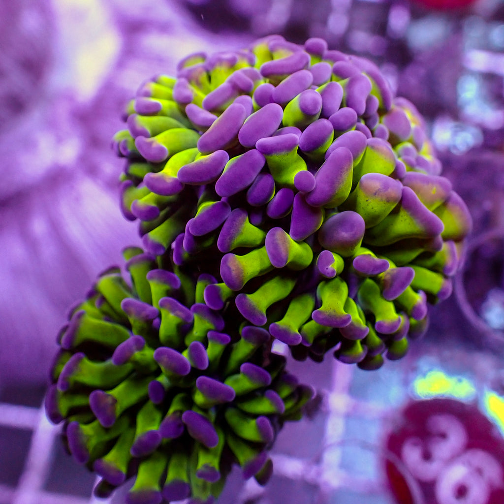 WYSIWYG Purple Tip Hammer Colony (4 Polyps) - Corals Anonymous