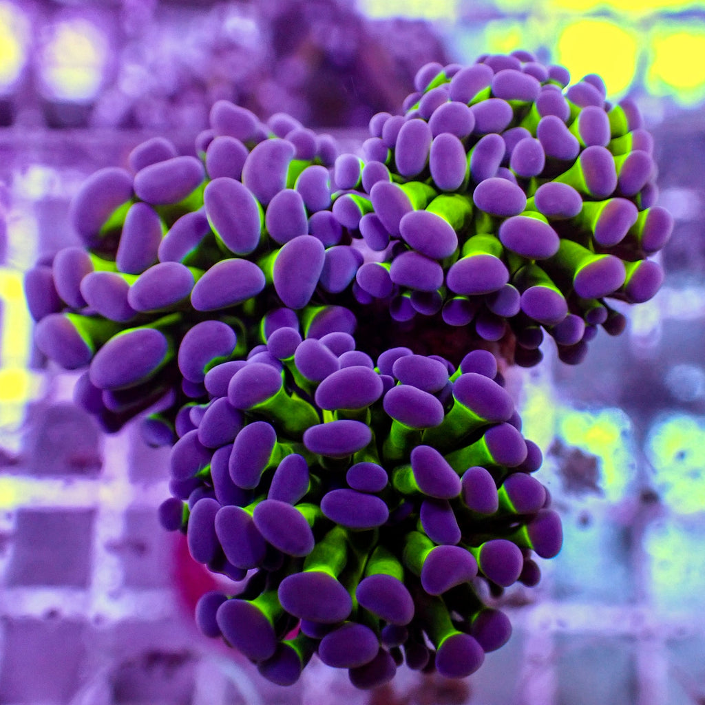 WYSIWYG Purple Tip Hammer Colony (3 Polyps) - Corals Anonymous