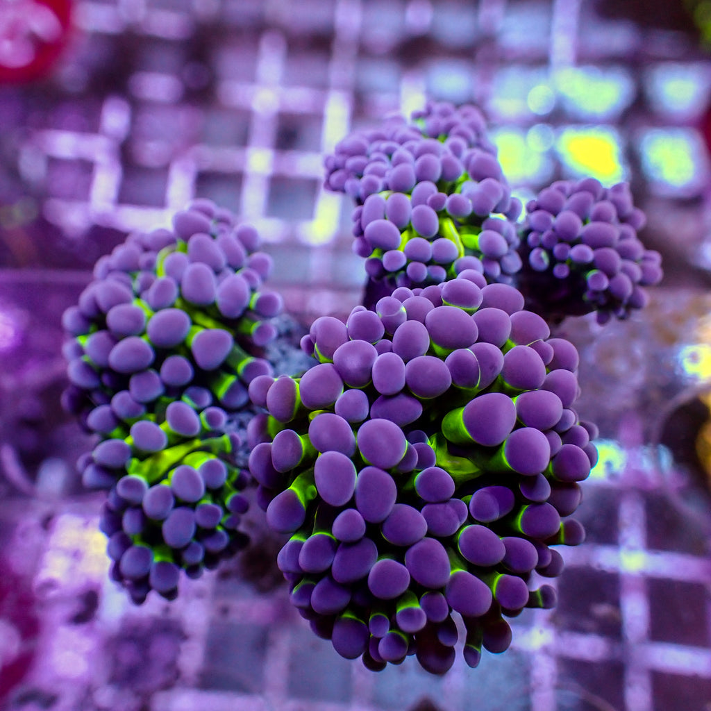 WYSIWYG Purple Tip Hammer Colony (5 Polyps) - Corals Anonymous