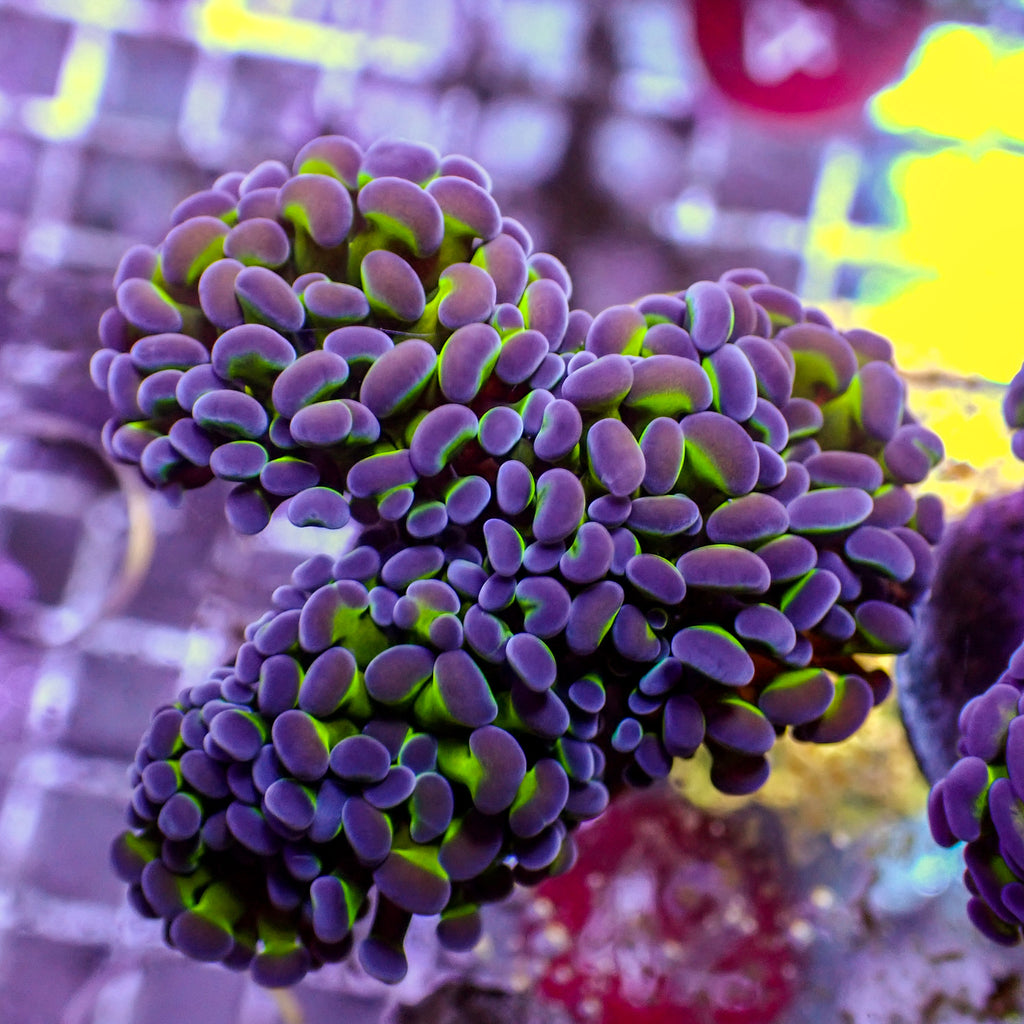 WYSIWYG Purple Tip Hammer Colony (4 Polyps) - Corals Anonymous