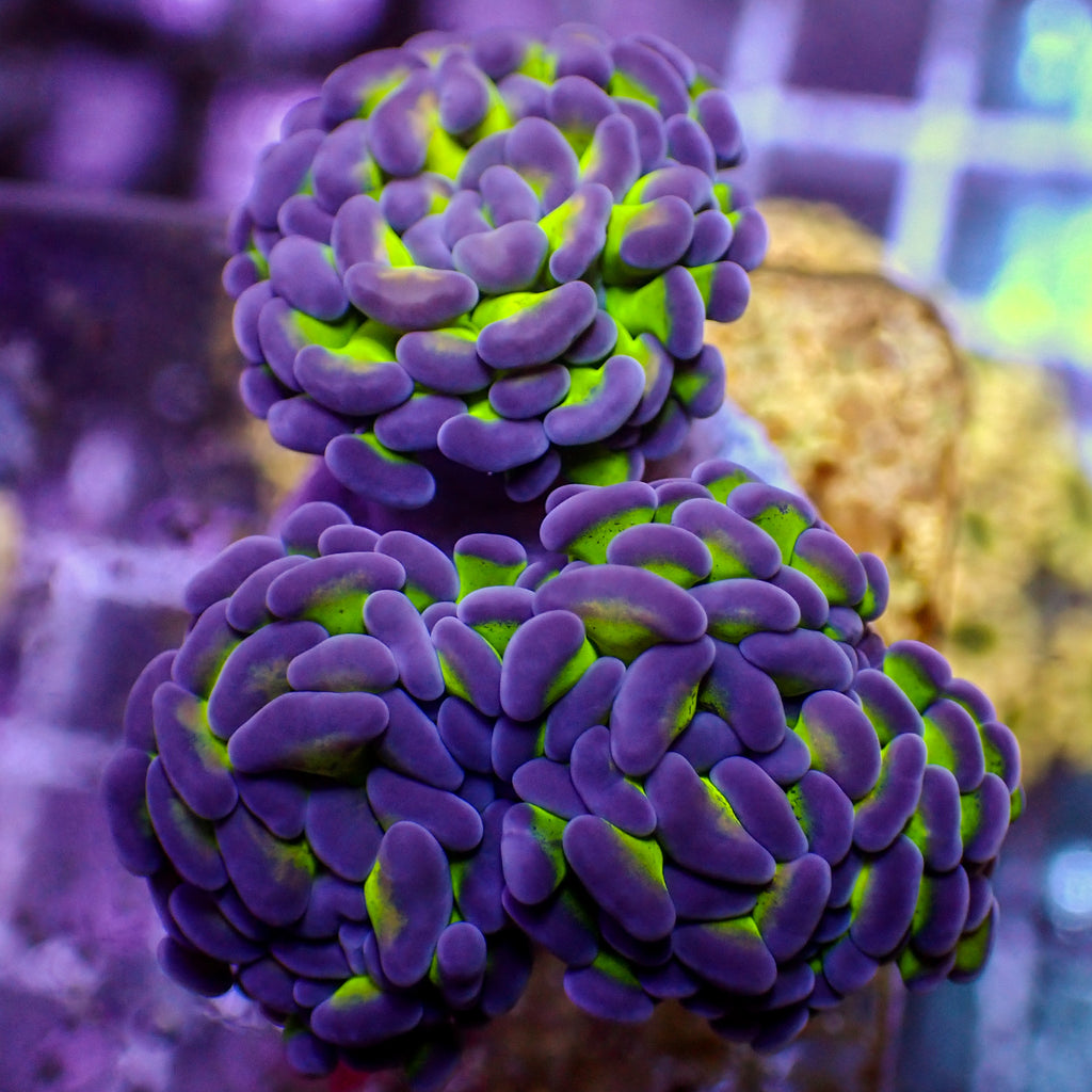 WYSIWYG Purple Tip Hammer Colony (3 Polyps) - Corals Anonymous