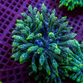 Green Snow Globe Bubble Tip Anemone - Corals Anonymous