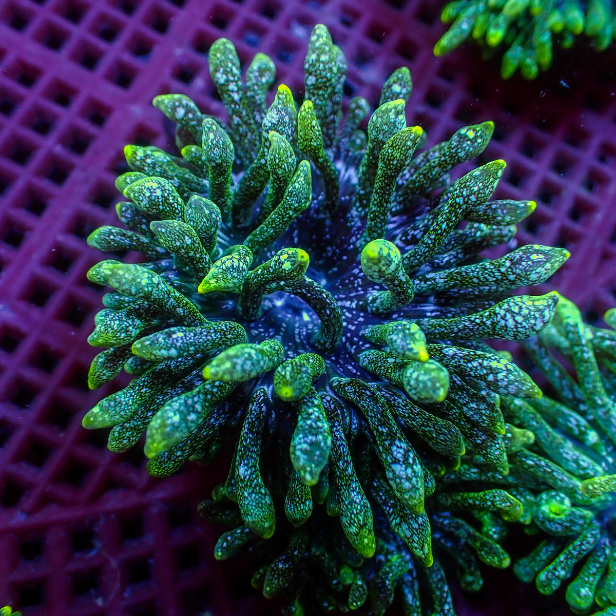 Green Snow Globe Bubble Tip Anemone - Corals Anonymous