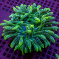 Green Snow Globe Bubble Tip Anemone - Corals Anonymous