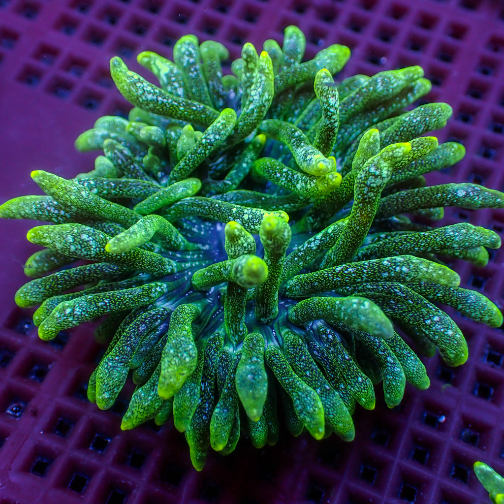 Green Snow Globe Bubble Tip Anemone - Corals Anonymous