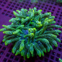Green Snow Globe Bubble Tip Anemone - Corals Anonymous
