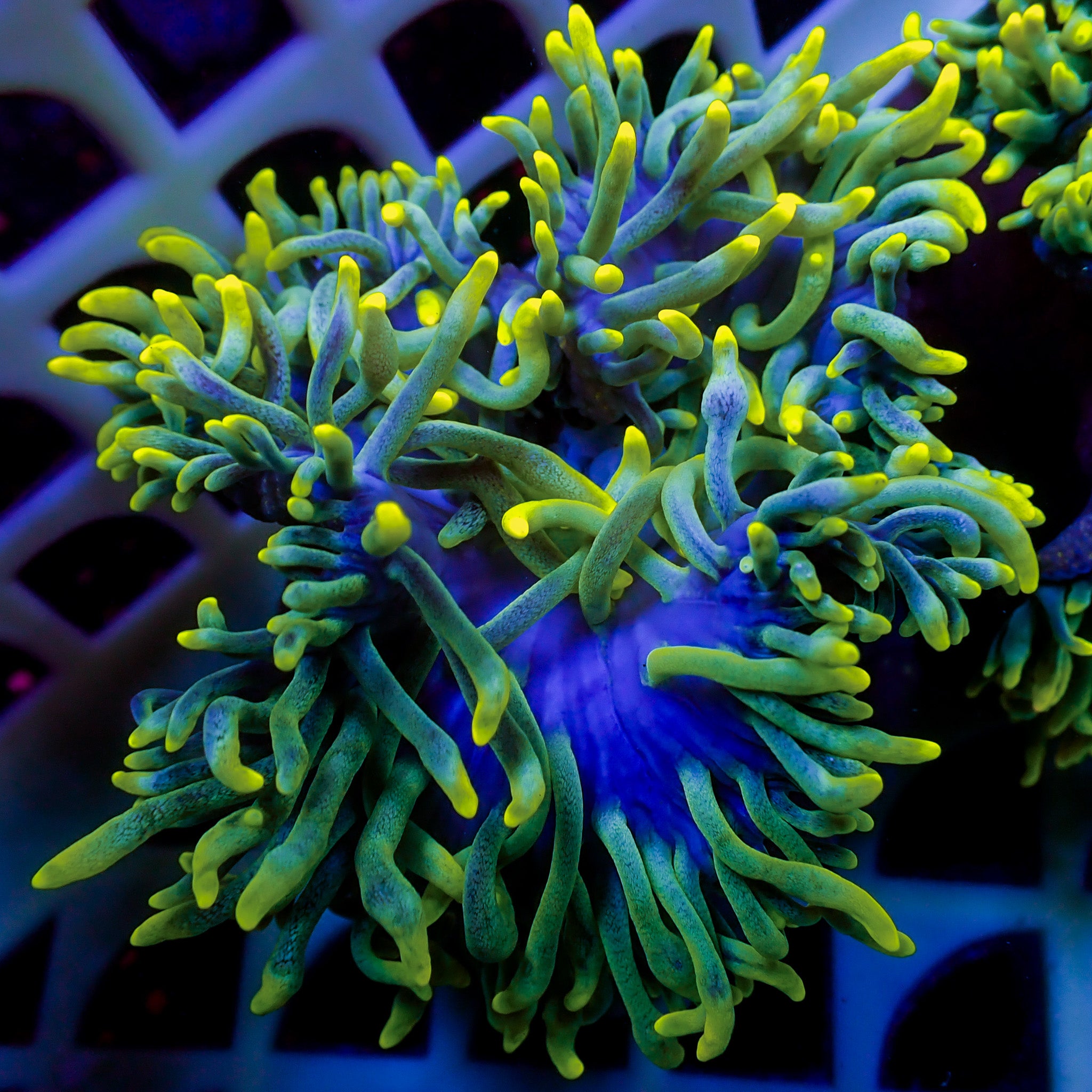 Limonade Bubble Tip Anemone