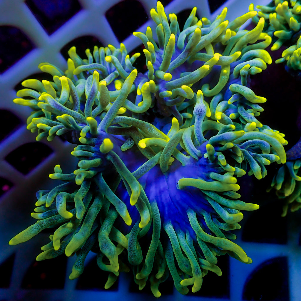 Limonade Bubble Tip Anemone - Corals Anonymous
