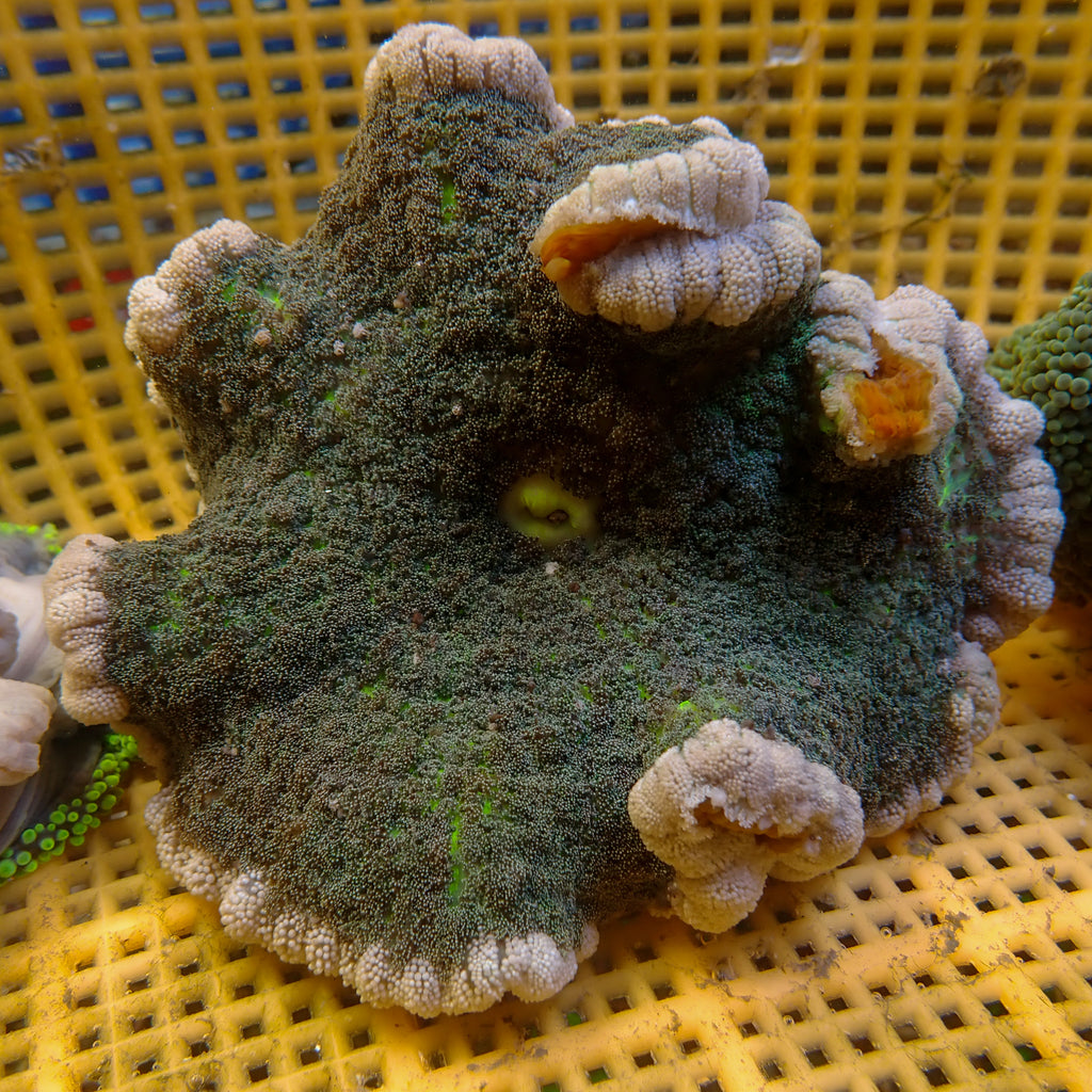 WYSIWYG Viridian Green Carpet Anemone (5-8") - Corals Anonymous