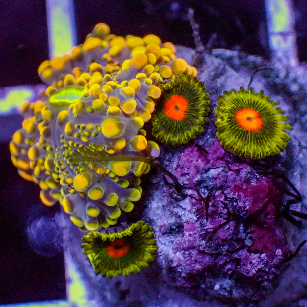 WYSIWYG Indo Electric Blue Yuma Mushroom w/ Zoas