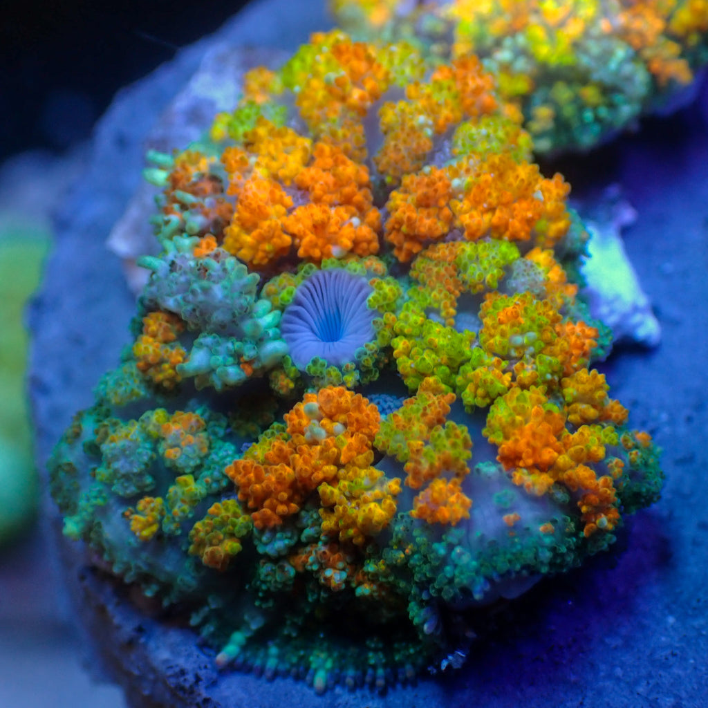 CA Royal Flush Bounce Rhodactis Mushroom - Corals Anonymous