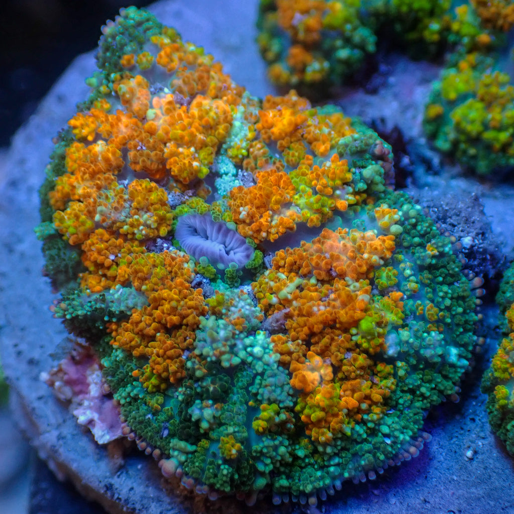 Mai Tai Bounce Rhodactis Mushroom - Corals Anonymous