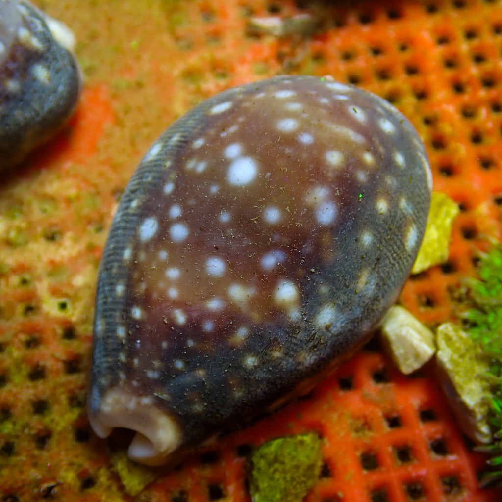 Large Deer Cowrie Snail (1-2", Algae Eater) - Corals Anonymous