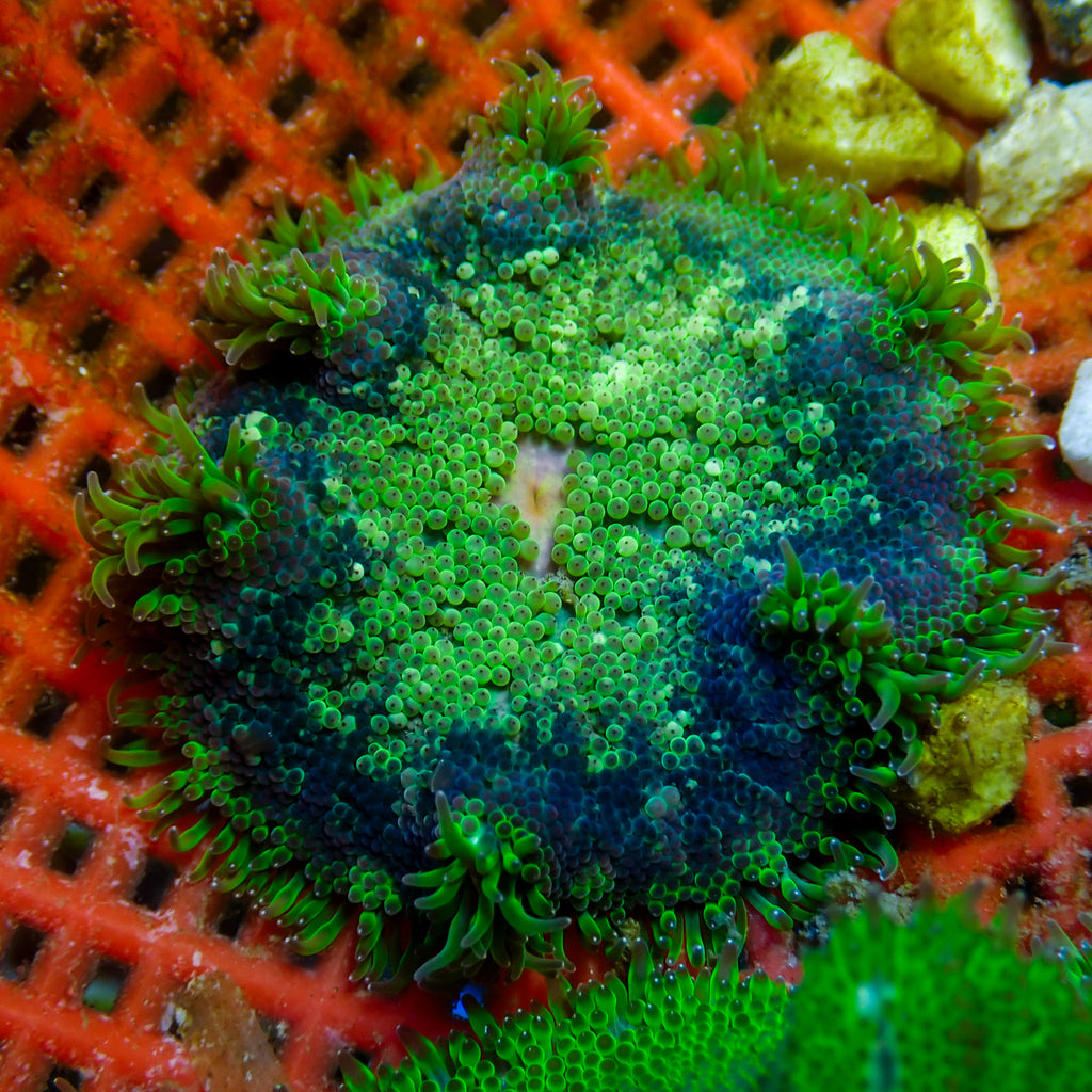 WYSIWYG Blue Maxi Mini Carpet Anemone (2-3”) - Corals Anonymous