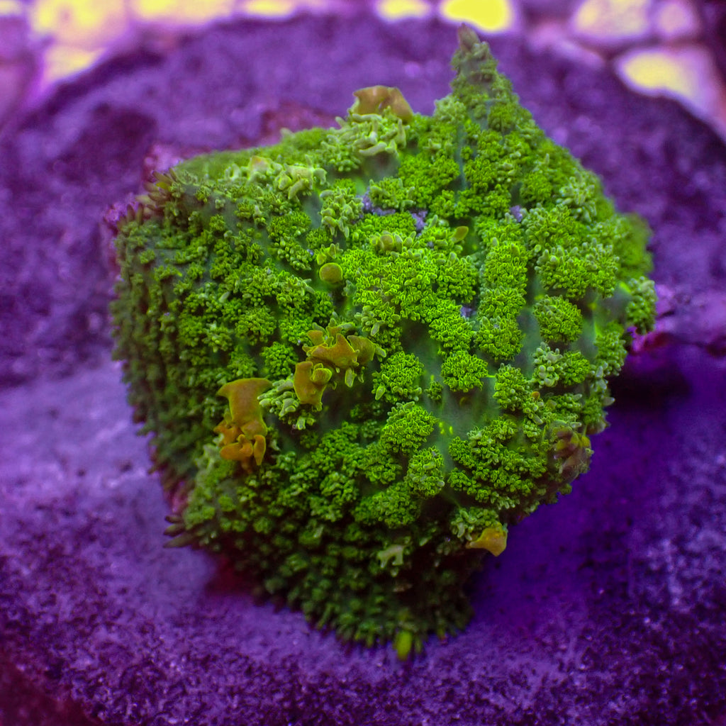 Green Bounce Rhodactis Mushroom - Corals Anonymous