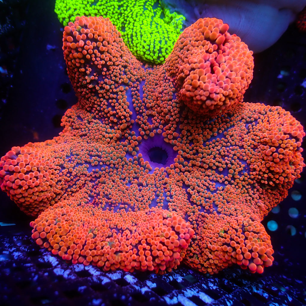 WYSIWYG Ultra Bright Red Ruby Haddoni Carpet Anemone (5-7") - Corals Anonymous