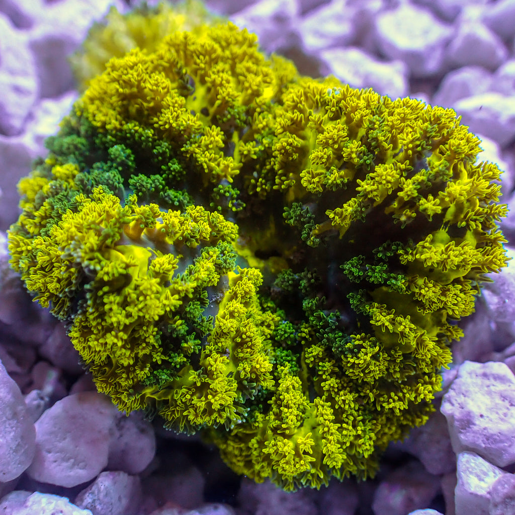 CA Pikachu Hemprichii Anemone - Corals Anonymous