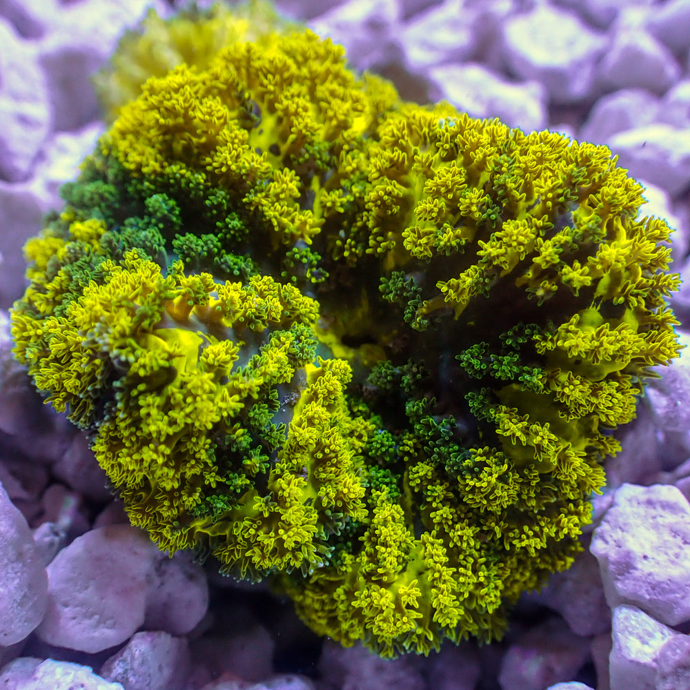CA Pikachu Mini Carpet Anemone