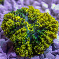 CA Pikachu Hemprichii Anemone - Corals Anonymous

