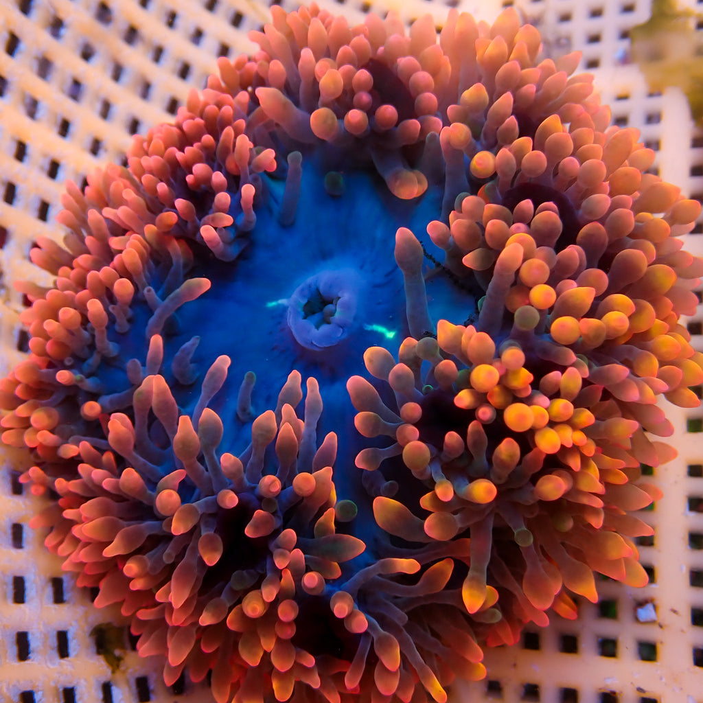 WYSIWYG Maui Punch Bubble Tip Anemone (3-5") - Corals Anonymous