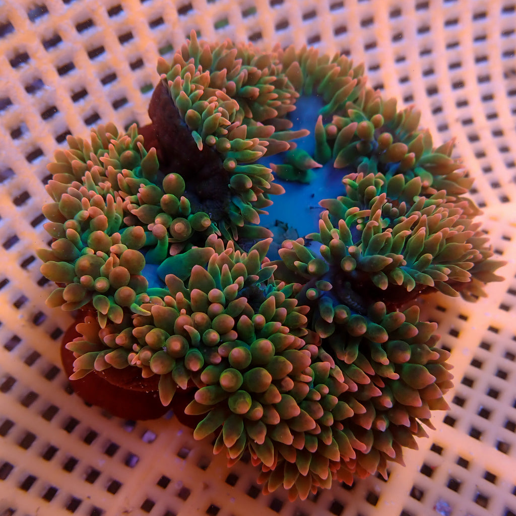 WYSIWYG Watermelon Drop Rainbow Bubble Tip Anemone (3-5") - Corals Anonymous