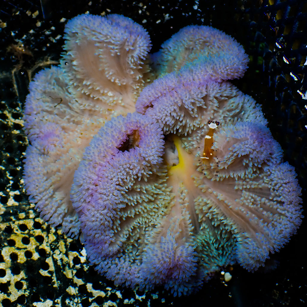 WYSIWYG Tidal Dream Rainbow Gigantea Carpet Anemone (7-9") - Corals Anonymous