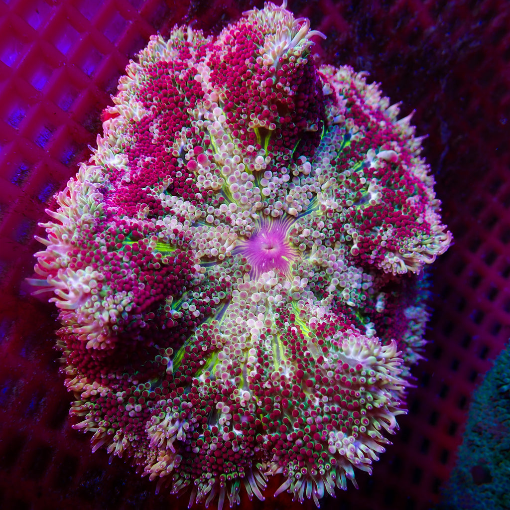 WYSIWYG Red Carnage Maxi Mini Carpet Anemone (2-3”) - Corals Anonymous