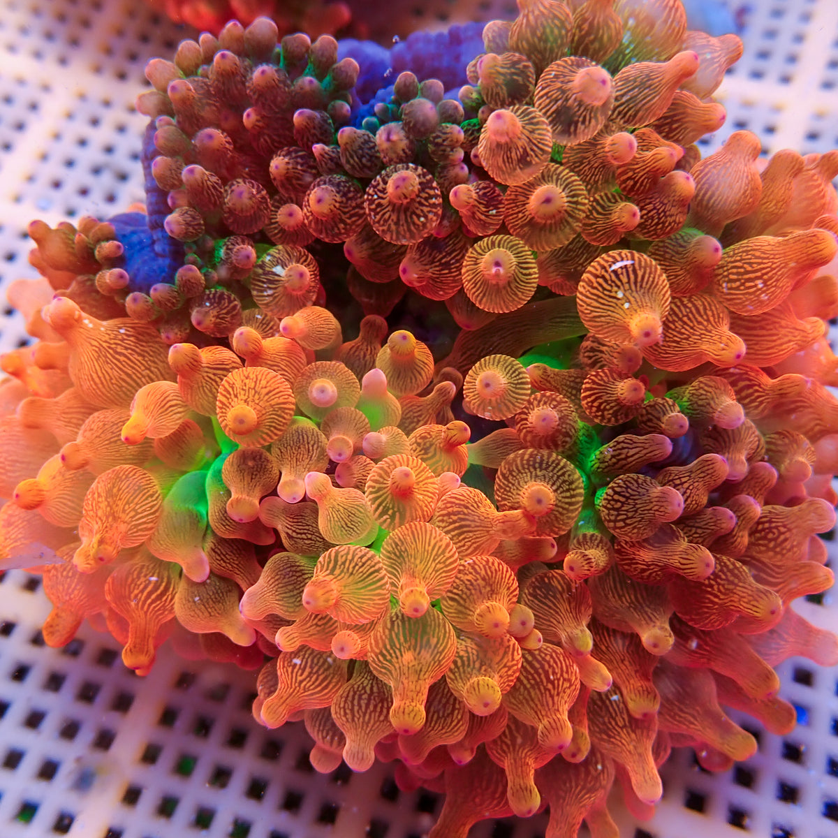 Tropicana Rainbow Bubble Tip Anemone - Corals Anonymous