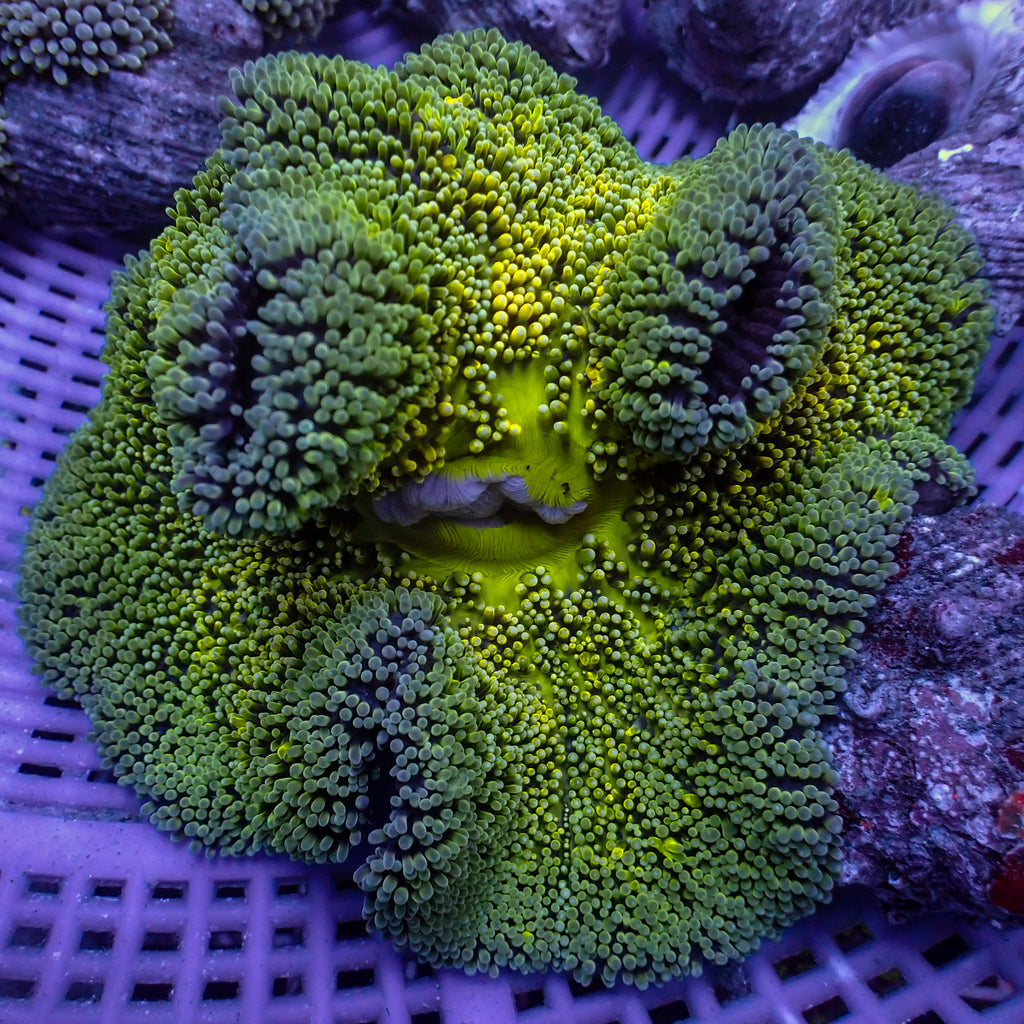 WYSIWYG Lime Green Jawbreaker Haddoni Carpet Anemone (3-5") - Corals Anonymous