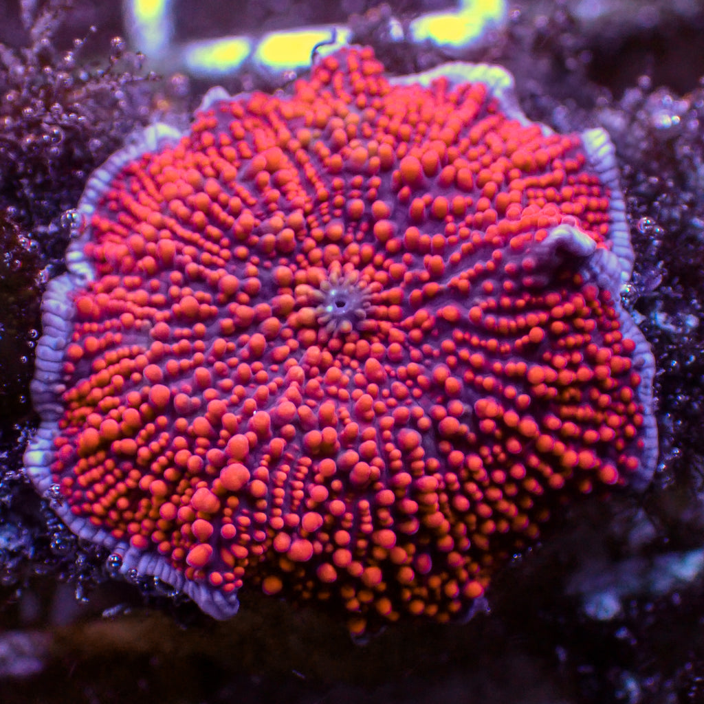 WYSIWYG Red Interstellar Discosoma Mushroom - Corals Anonymous