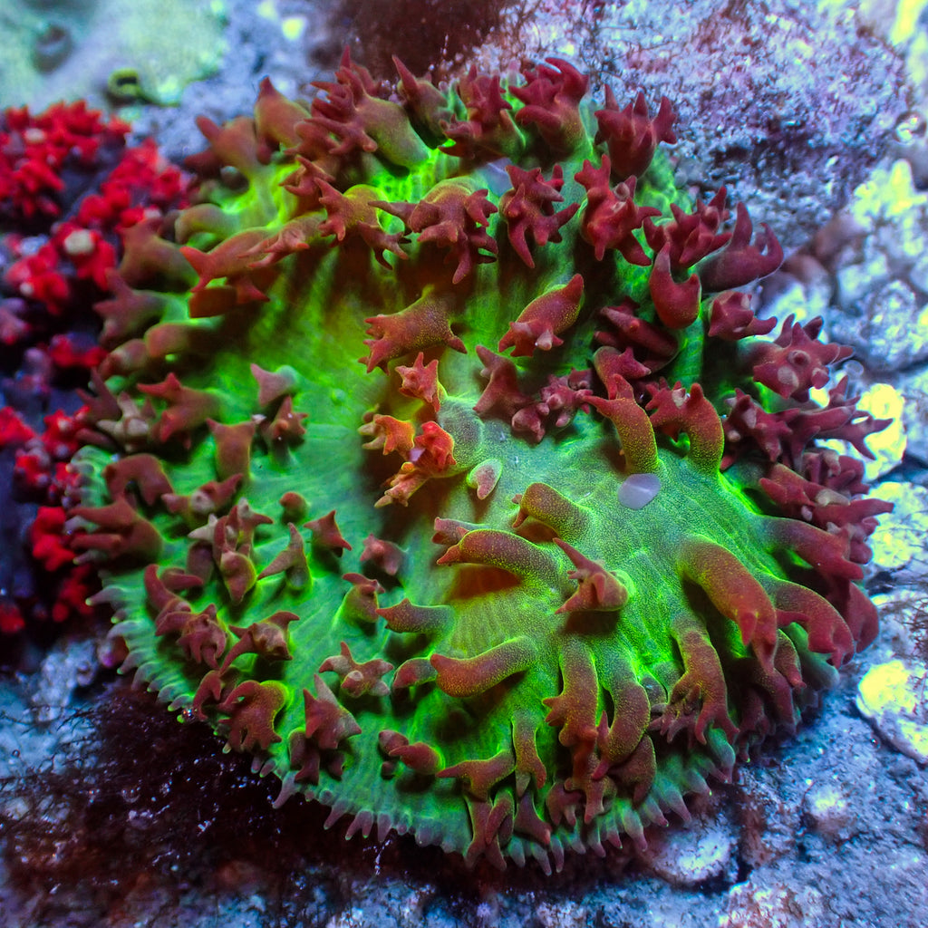 WYSIWYG Bright Red St Thomas Mushroom (1-2) - Corals Anonymous