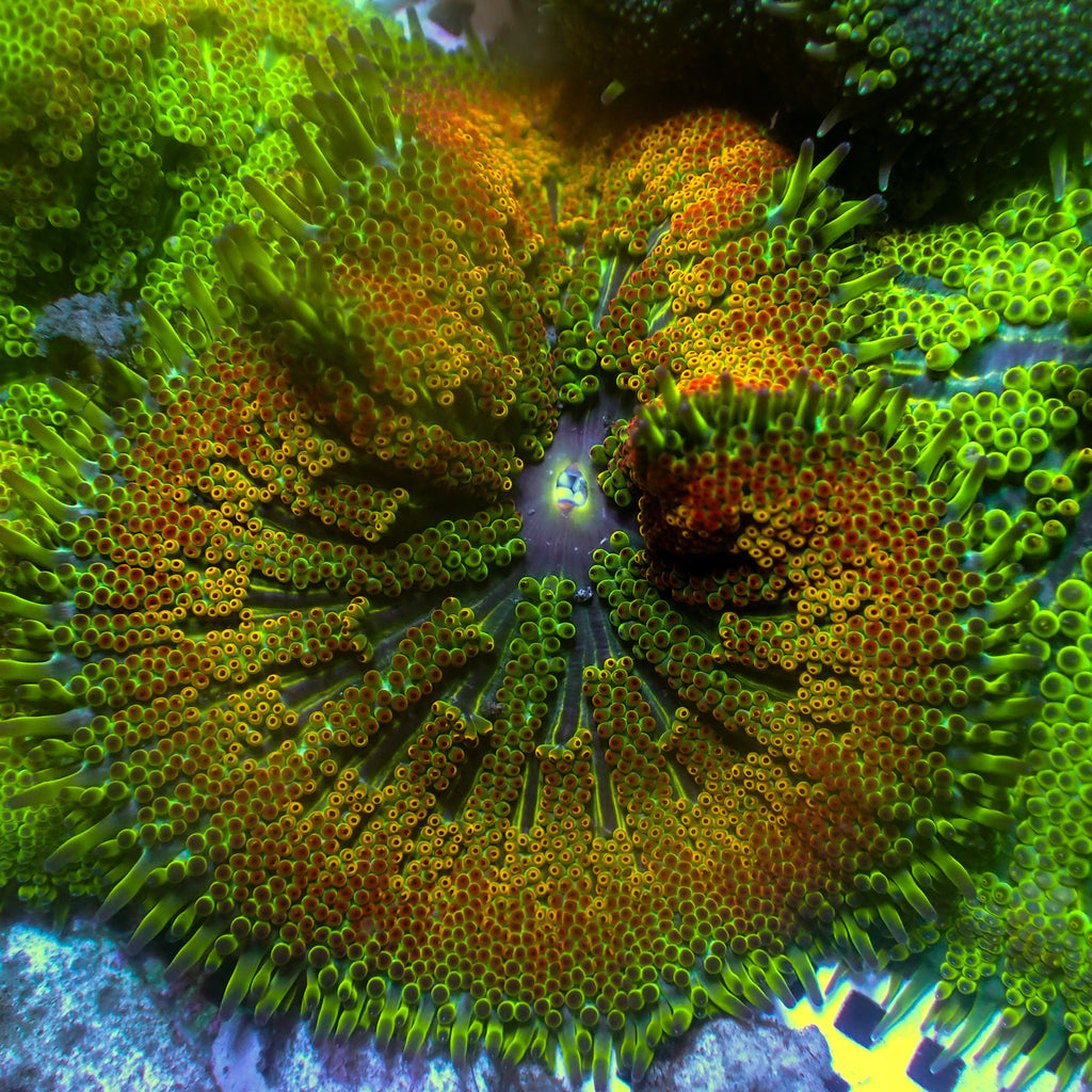 WYSIWYG Inferno Red Rainbow Maxi Mini Carpet Anemone (2-3”) - Corals Anonymous