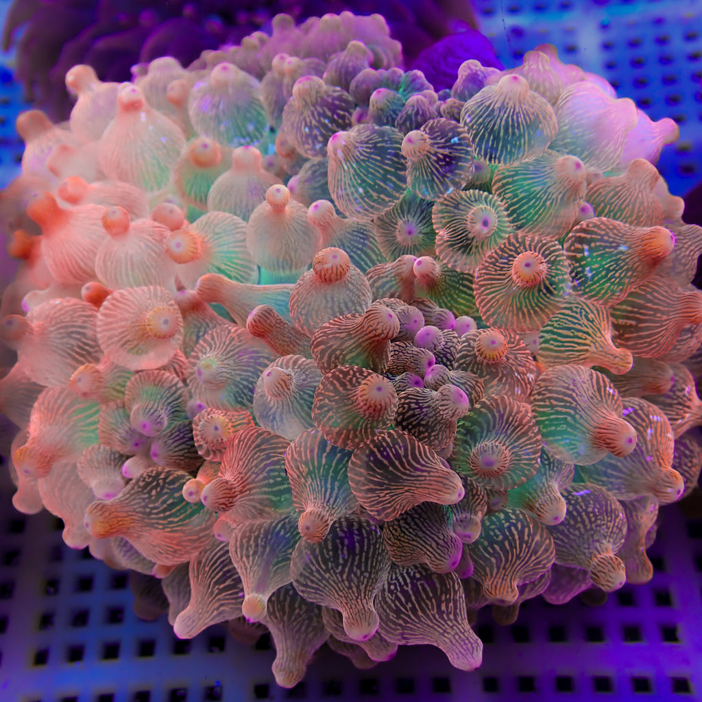 Pink Blush Rainbow Bubble Tip Anemone - Corals Anonymous