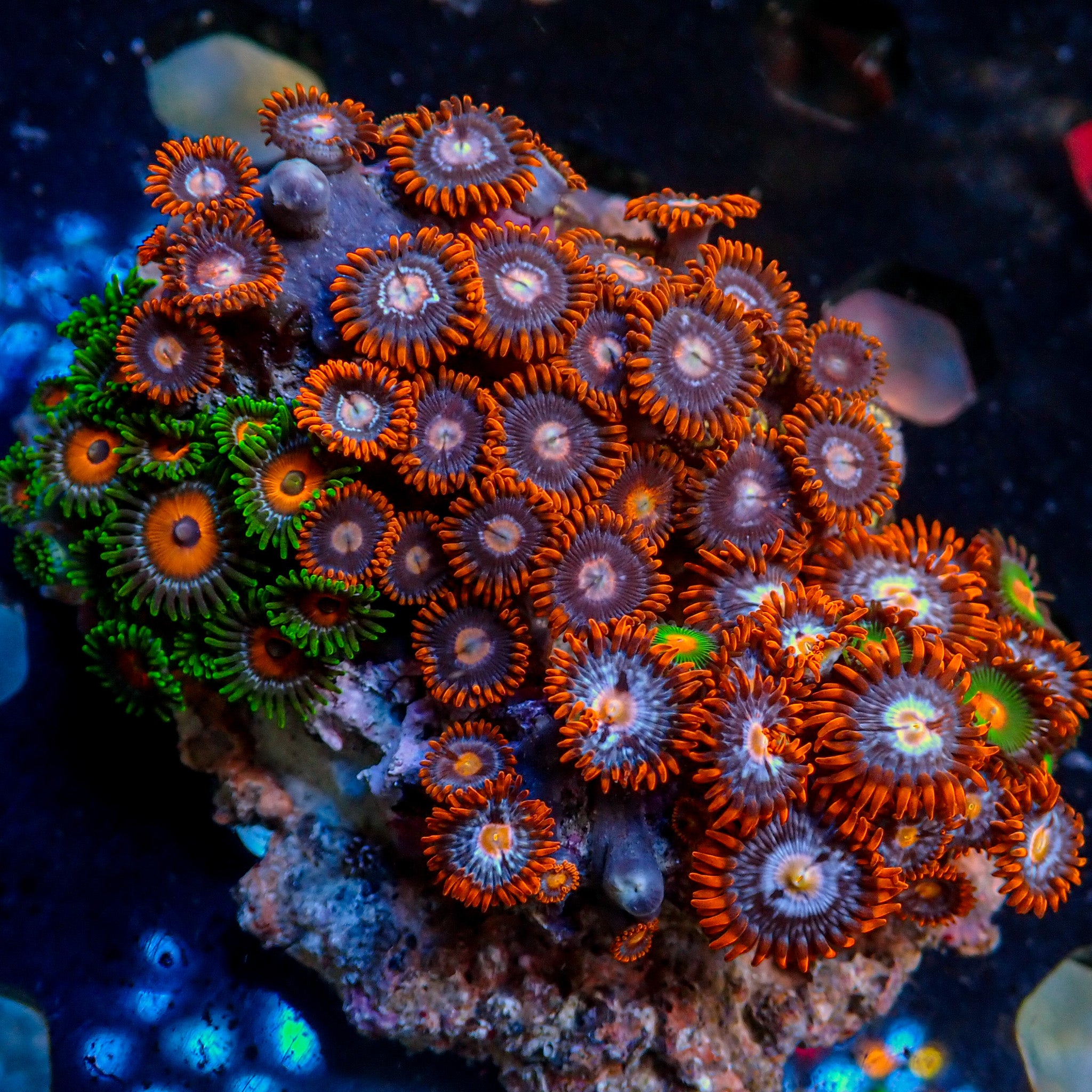 WYSIWYG Ultra Rainbow Zoa Combo Colony (85+ polyps) | Corals Anonymous